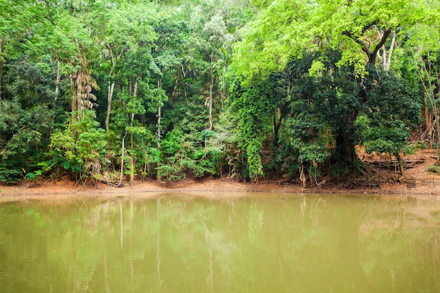 Estanque Real En Kandy Udawatta Kele Royal Forest Park O Santuario De