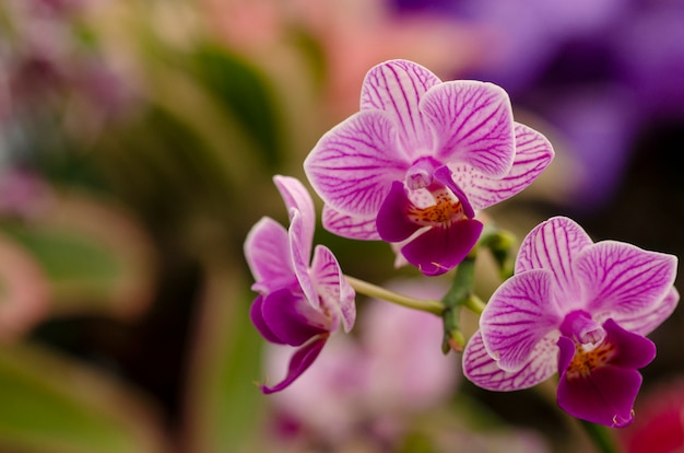 Falta de definición púrpura del fondo del modelo de flores de la