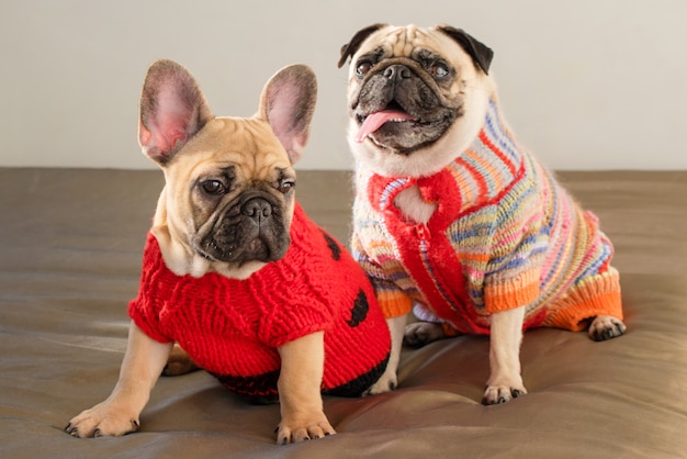 Felices mascotas perro pug y bulldog francés vestidos con
