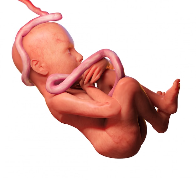 Imagenes De Cordon Umbilical Vectores Fotos De Stock Y Psd Gratuitos