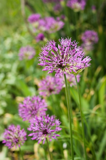 Flor De Allium Cebolla Silvestre Foto Premium