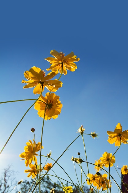 Flor Amarilla Del Cosmos Y Cielo Azul Foto Premium