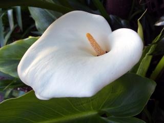 flor pianta branca bloem plante