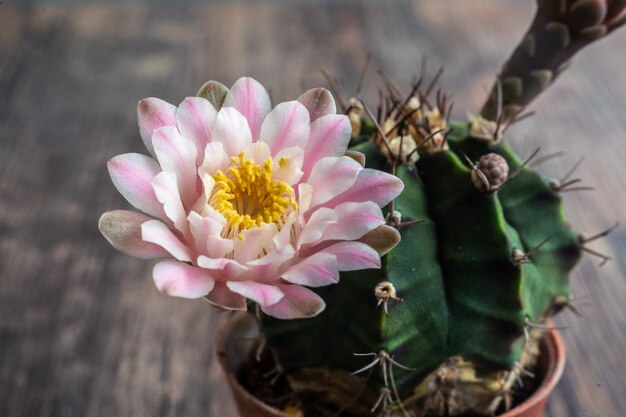 Flor De Cactus Hermosa Floracion Desierto Salvaje Foto Premium