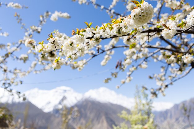 Flor De Cerezo En El Gardent At Lady Finger Y Hunza Peak Con Nieve Coronada Valle De Hunza Gilgit Baltistan Pakistan Foto Premium