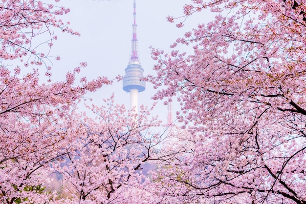 Flor de cerezo de la primavera en seúl, corea del sur. fondo de foco