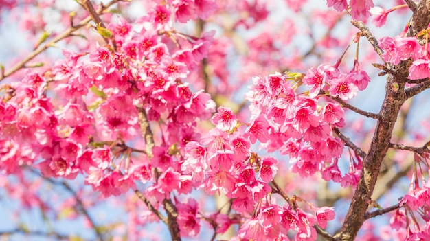 Flor De Cerezo Rosada Sakura En Un Jard N Foto Premium