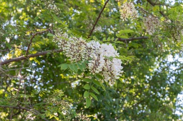 Flor Colgante De Un Rbol De Acacia Negra Robinia Pseudoacacia