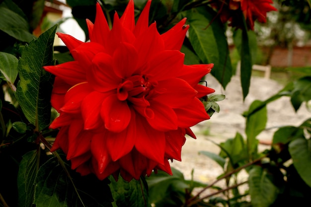 Flor dahlia foto de alta resolución | Foto Premium
