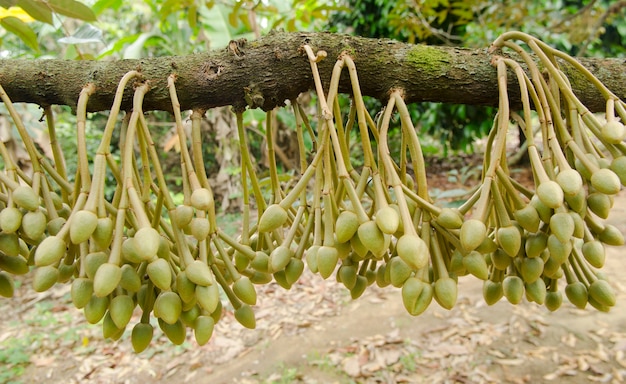 Flor De Durian En La Naturaleza Foto Premium