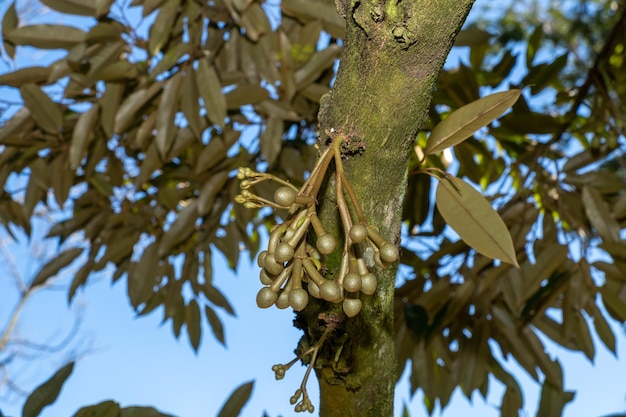 La Flor De Durian Que Brota Est En La Temporada De Crecimiento Foto