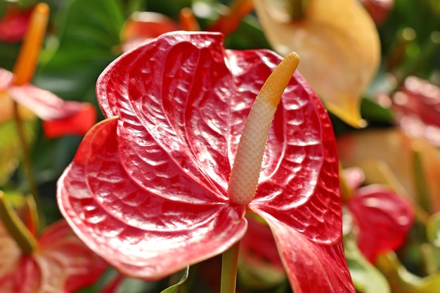 Flor De Flamenco Foto Premium 3465