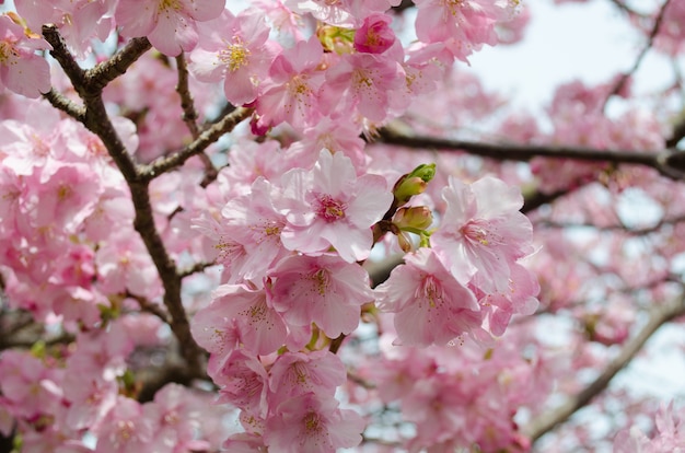 Flor Hermosa De La Flor De Cerezo Rosada (sakura) En La Plena Floración ...