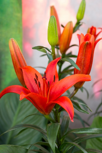 Flor de lirio rojo en un jardín | Foto Premium