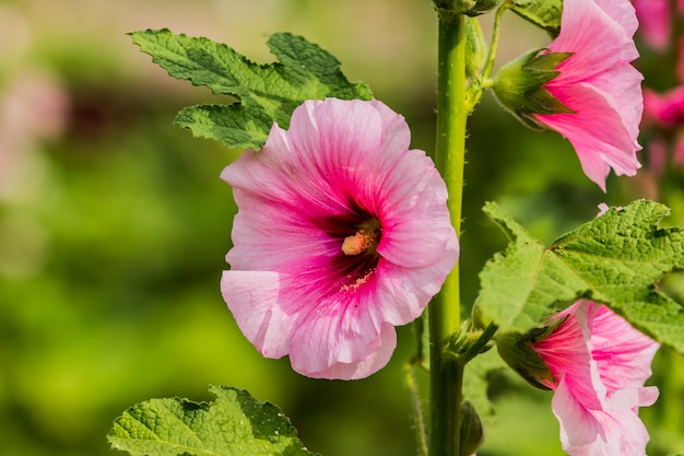 Flor De Malva De Color Rosa En El Jard N Foto Premium