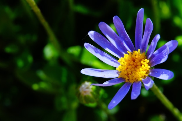 Flor De La Margarita Azul En El Jardin Foto Gratis