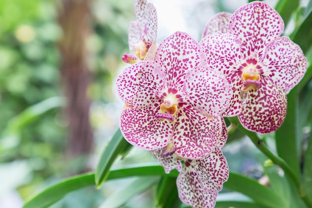 Flor de la orquídea en jardín de orquídeas en invierno o día de ...