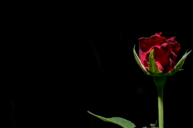 Flor roja fondo negro Foto Premium 