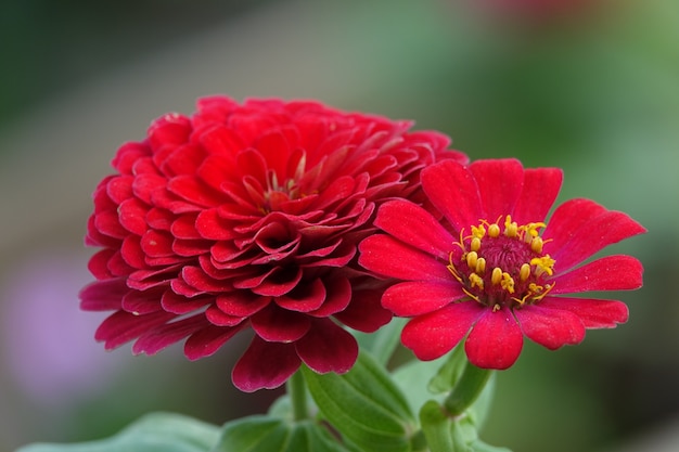 Flor roja | Foto Gratis
