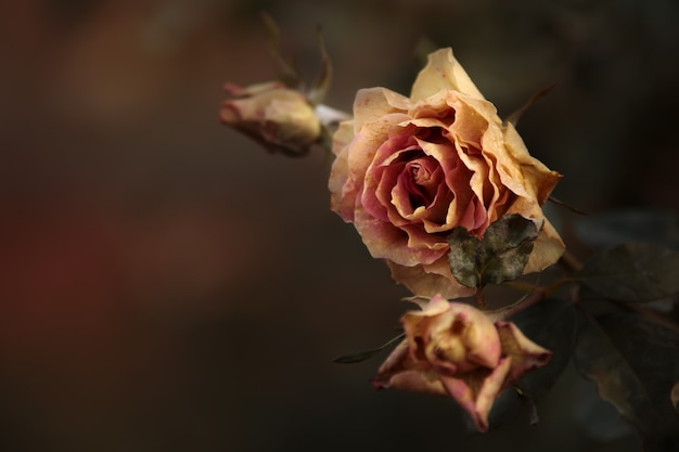 Flor Rosa Congelada Planta De Jardin Helada En Otono Macro Floral Con Hojas Y Petalos De Rosa Decoracion De Flores Moribundas De Octubre Foto Premium