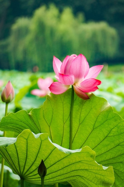 Flor rosa en un lago | Foto Gratis