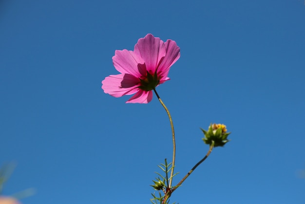 Flor Rosada Del Cosmos Fresco Con El Viento En El Cielo Azul Que Florece En El Verano Sonson Foto Premium