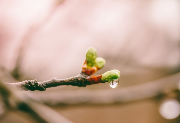 Florecimiento de jóvenes hojas verdes en gotas de lluvia de primavera en las ramas de un ciruelo Foto Premium 