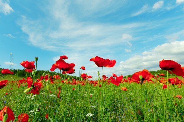 Flores de amapola rojas en un fondo de campo | Foto Premium