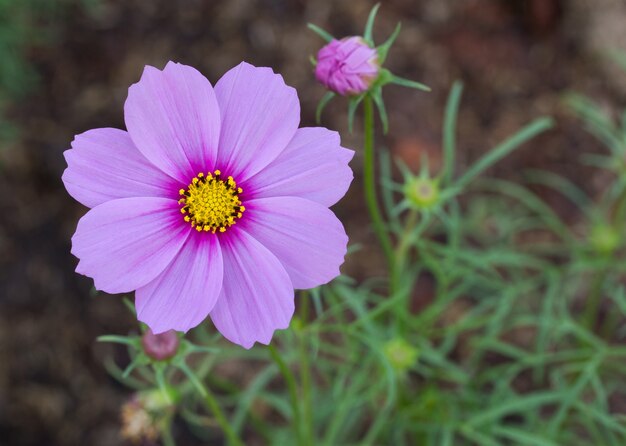 Flores Azules Del Cosmos Foto Gratis