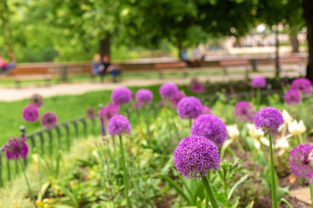 Foto Premium Flores De Cebolla Flores Moradas En El Macizo De Flores