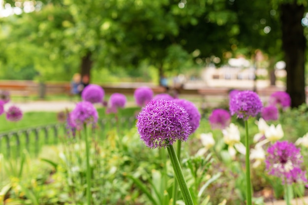 Flores De Cebolla Flores Moradas En El Macizo De Flores Foto Premium