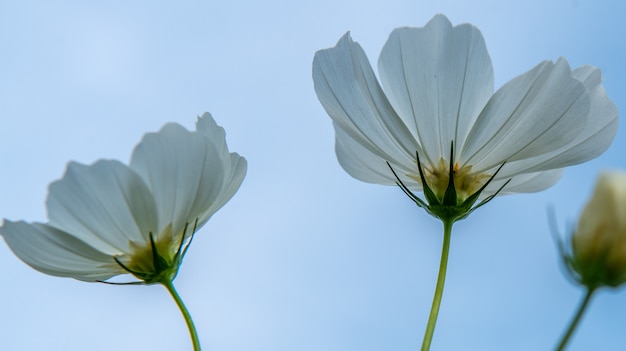 Flores Del Cosmos En Fondo Del Cielo Azul Foto Premium