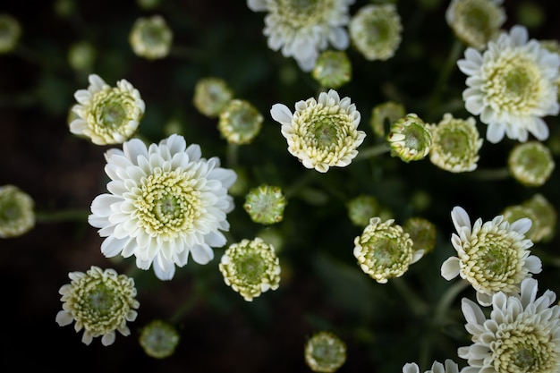 Las Flores De Crisantemo Blanco Florecen En El Jardín. Flores De La ...