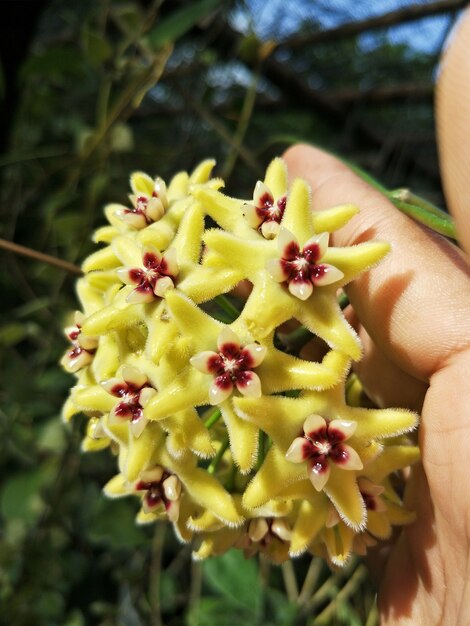 Flores De La Flor De Hoya En La Mano Haconesis De La Flor De Hoya