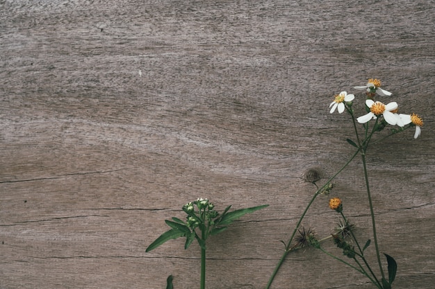 Flores De Hierba Blanca Con Madera Marron Foto Gratis