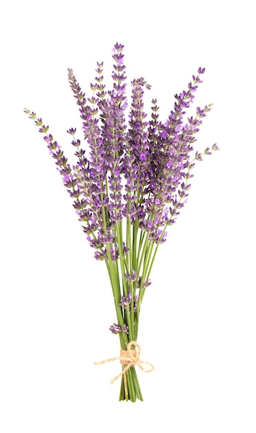 Flores De Lavanda Aisladas Sobre Fondo Blanco Manojo De Lavanda O Lavanda Flores Hierbas 4695