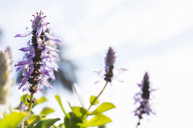Flores de lavanda con fondo borroso Foto gratis