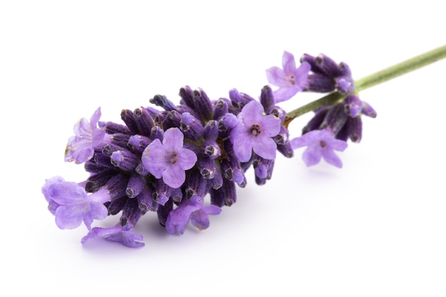 Flores De Lavanda Sobre Un Fondo Blanco Foto Premium 2786