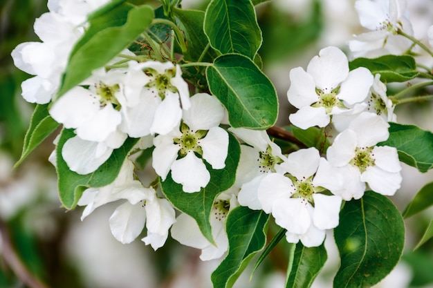 Flores De Manzana Blanca Hermosos Manzanos En Flor Fondo Con Flores