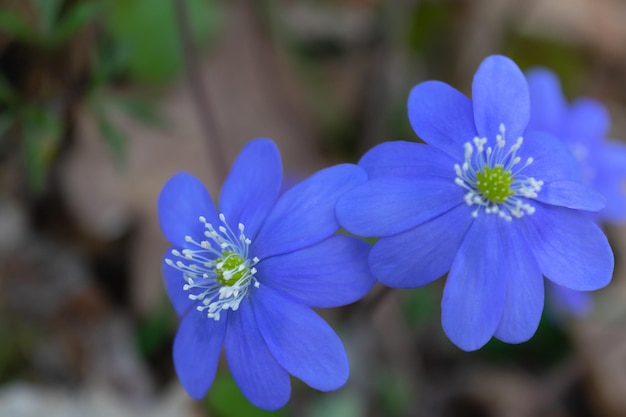 Flores De Primavera Campanillas De Invierno En Azul Brillante Primavera Foto Horizontal 4475