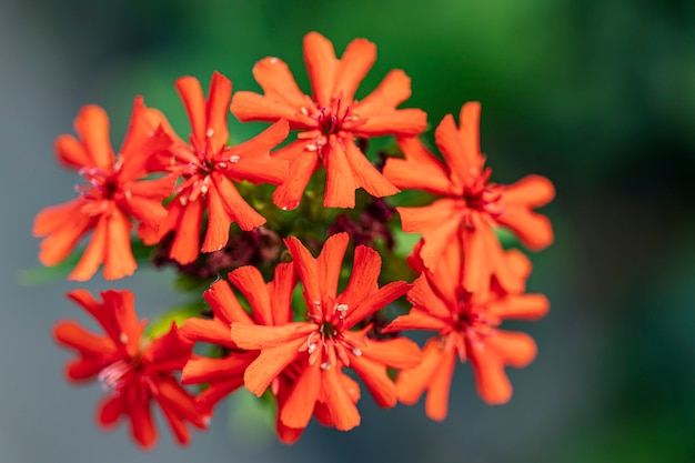 Flores Rojas Lychnis Macro Shot Flores De Color Rojo Brillante Lychnis