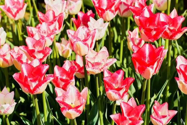 Flores De Tulip N Rosa Que Florecen En Un Campo De Tulipanes Al