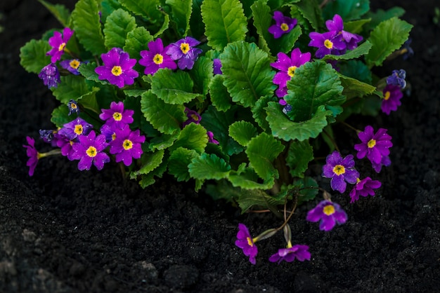 Las Flores Violetas Hermosas De La Primula Con Las Hojas Verdes