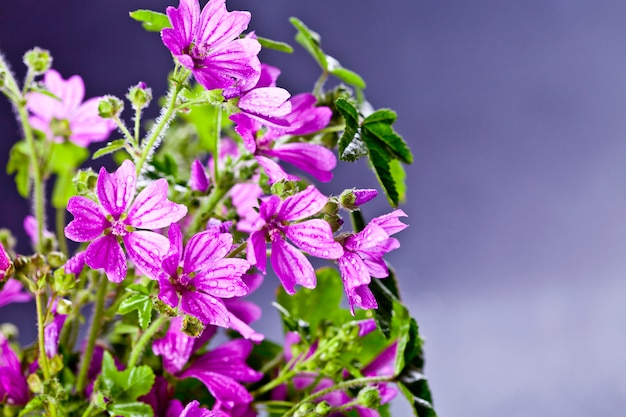 Flores Violetas Silvestres Con Gotas De Agua De Cerca Foto Premium