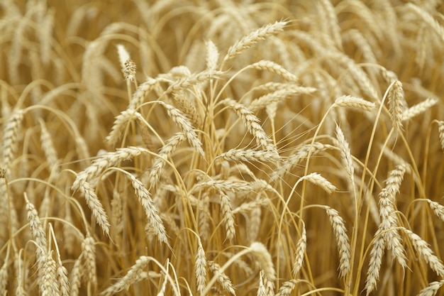 Fondo agrícola espiguillas doradas maduras de trigo en el campo Foto