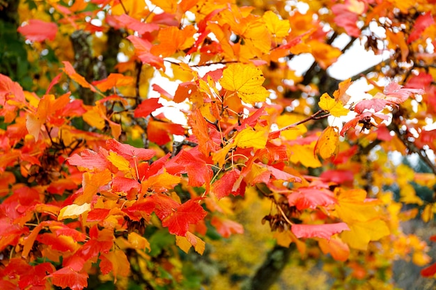 Fondo de bosque de otoño árbol de color vibrante rojo follaje naranja