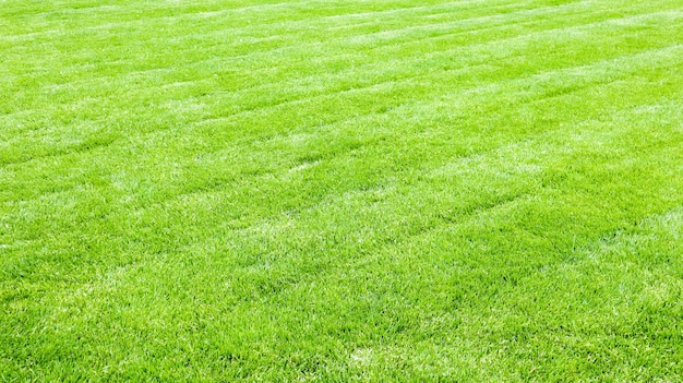 Fondo de césped verde un césped recién cortado con restos de una