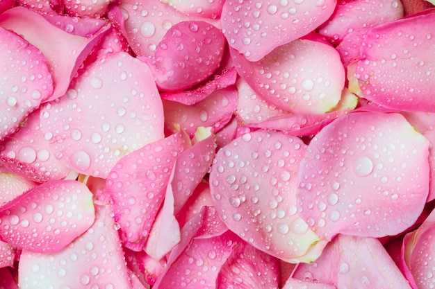 El Fondo Fresco De Pétalos De Rosa Rosa Con Gota De Lluvia De Agua Foto Premium 5897