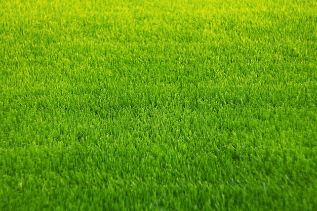 Fondo de hierba verde increíble textura de hierba Foto Premium