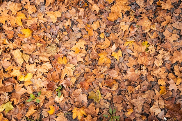 Fondo De Hojas Secas En Otoño Foto Premium 1527